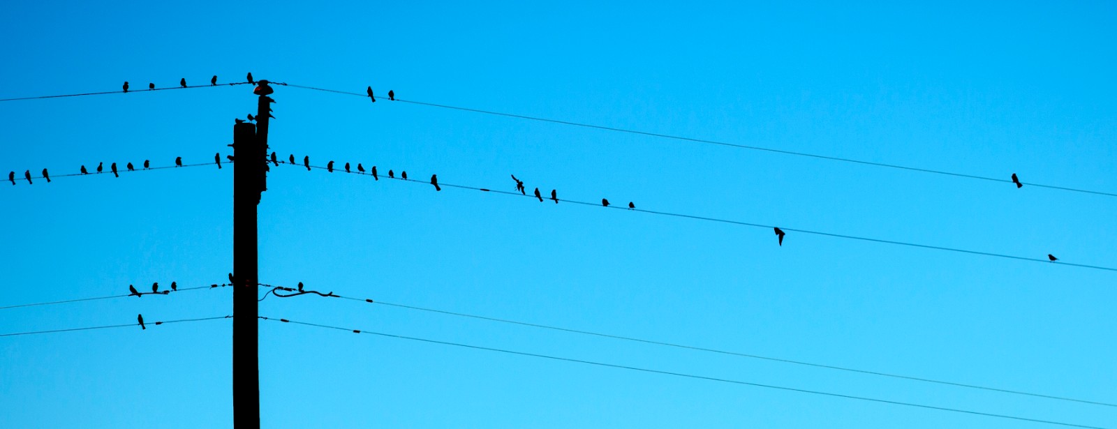 Small birds perch along overhead wires that slope across a clear sky beside a dark utility pole.